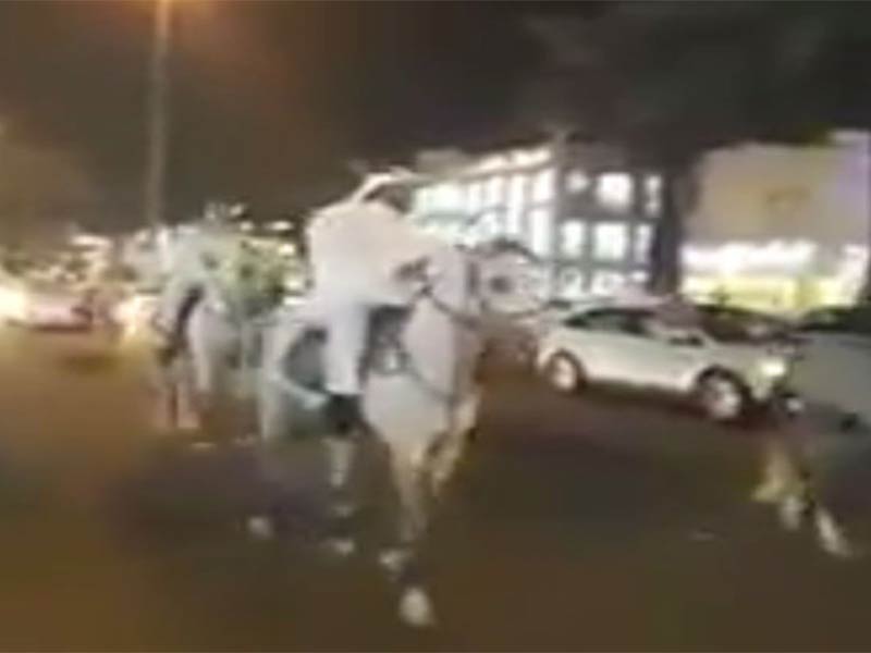اضغط لمشاهدة الفيديو: زفة خيول لعروسين في السعودية